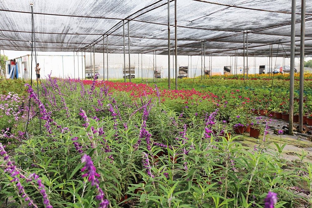 江南路苗圃基地